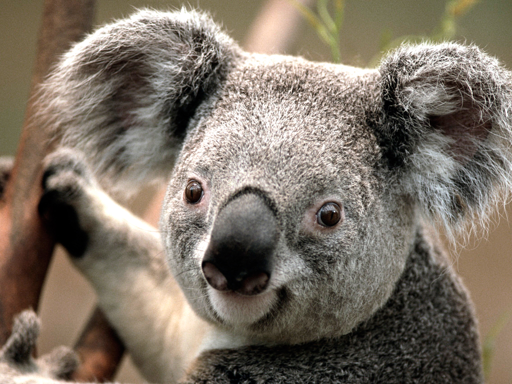 koala lucu
